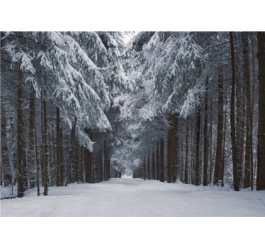 Fotomurale foresta sentiero di pini innevati - TenStickers