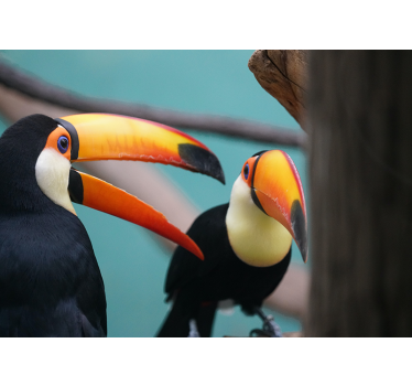 Fotomurale animali coppia di tucani - TenStickers