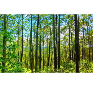 Fotomurali natura alberi verdi alti - TenStickers