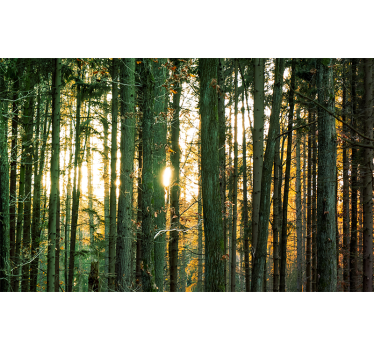 Fotomurale foresta vista radiosa del bosco - TenStickers