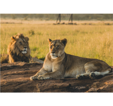 Fotomurali leone coppia di leoni maestosi - TenStickers