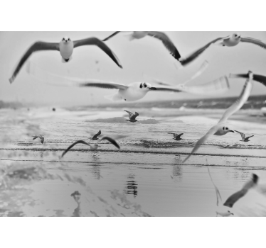 Fotomurale animali gabbiani sopra l'oceano - TenStickers