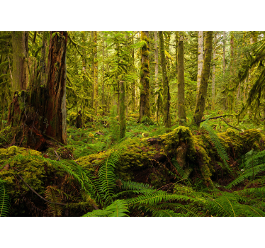 Fotomurale foresta paesaggio forestale lussureggiante - TenStickers
