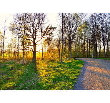 Fotomurali natura sentiero nel bosco soleggiato - TenStickers