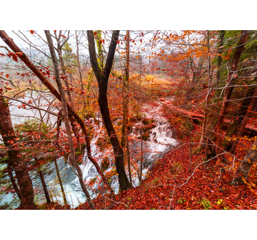 Fotomurali natura scena di foresta autunnale - TenStickers