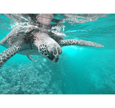 Fotomurale animali incontro sereno con le tartarughe - TenStickers