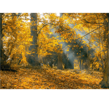 Fotomurali natura alberi d'autunno dorato - TenStickers