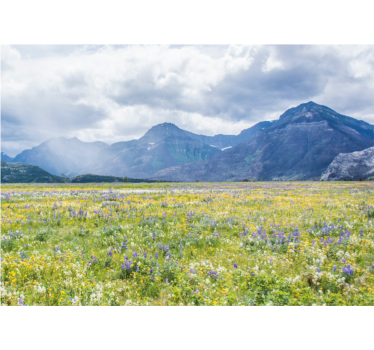 Fotomurale paesaggi campo di fiori di montagna - TenStickers