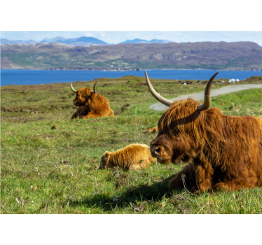 Fotomurali natura bovini delle highlands al pascolo - TenStickers