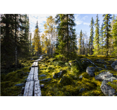 Fotomurali natura sentiero della foresta tranquilla - TenStickers