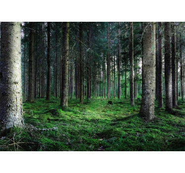 Fotomurali natura sentiero lussureggiante nella foresta - TenStickers