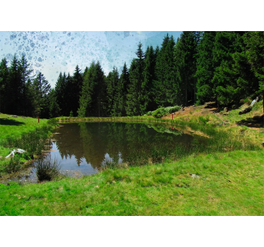 Fotomurale paesaggi vista di una foresta tranquilla - TenStickers