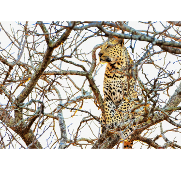 Fotomurali animali diversi leopardo tra i rami - TenStickers