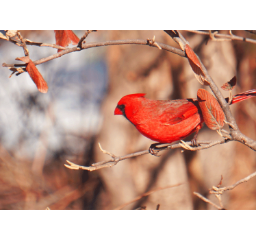 Fotomurale animali cardinale appollaiato - TenStickers