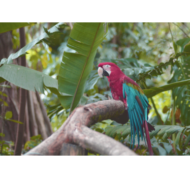 Fotomurali animali diversi pappagallo ara colorato - TenStickers