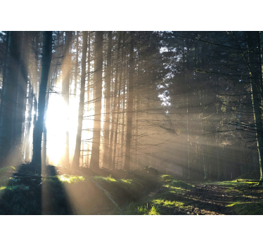 Fotomurale foresta sentiero illuminato nella foresta - TenStickers