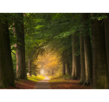 Fotomurali natura scena del sentiero nel bosco - TenStickers