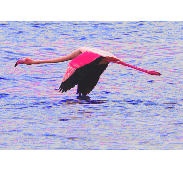 Fotomurali animali diversi fenicottero in volo - TenStickers