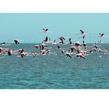 Fotomurale animali fenicotteri sull'acqua - TenStickers
