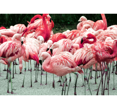 Fotomurale animali flock di fenicotteri - TenStickers
