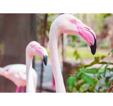 Fotomurali animali diversi coppia di fenicotteri eleganti - TenStickers