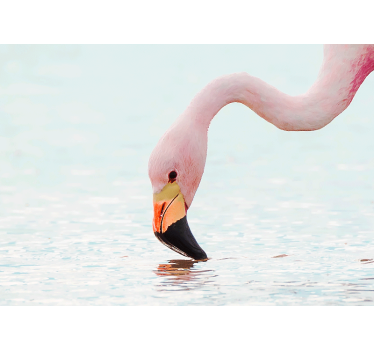 Fotomurali animali diversi riflesso d'acqua di fenicottero - TenStickers