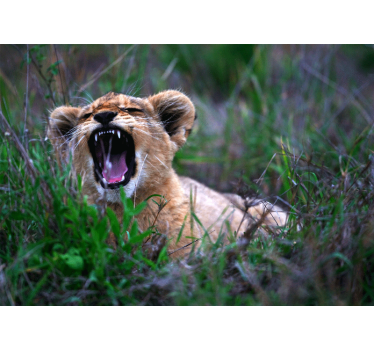 Fotomurali leone cucciolo di leone ruggente - TenStickers