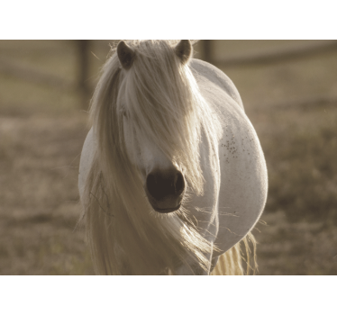 Fotomurali animali diversi cavallo bianco regale - TenStickers