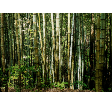 Fotomurali bambù paesaggio di bosco di bambù - TenStickers