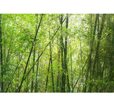 Fotomurali bambù bosco di bambù vivace - TenStickers