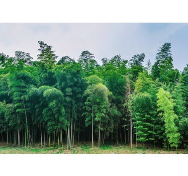 Fotomurali natura paesaggio della foresta di bambù - TenStickers