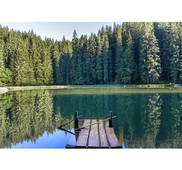 Fotomurali natura riflesso di bosco sereno - TenStickers