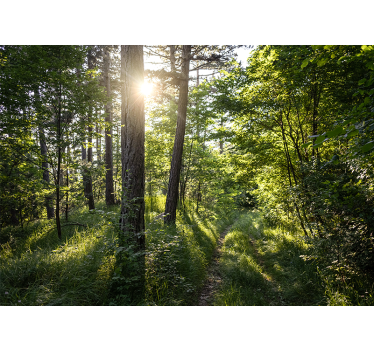 Fotomurali natura sentiero luminoso nel bosco - TenStickers