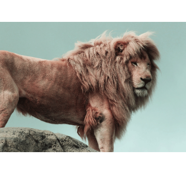 Fotomurali leone posizione del leone maestoso - TenStickers