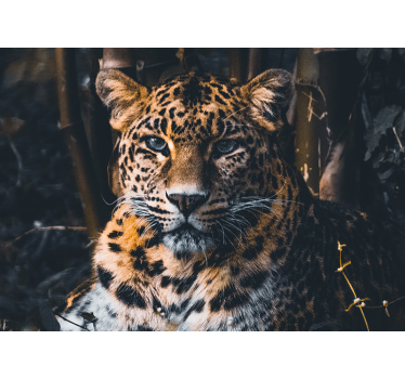 Fotomurale paesaggi Stupendo leopardo della fauna selvatica - TenStickers