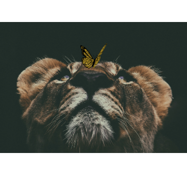 Fotomurali leone cucciolo con farfalla - TenStickers