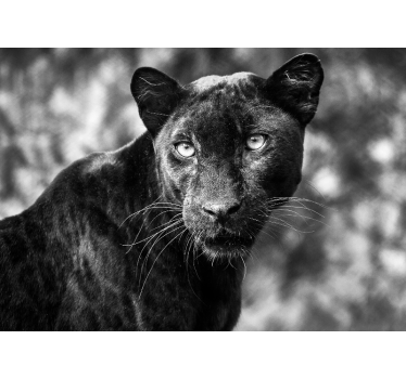 Fotomurale animali volto di pantera nera - TenStickers