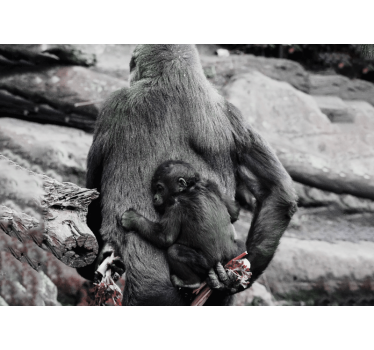 Fotomurale animali mamma e cucciolo di gorilla - TenStickers