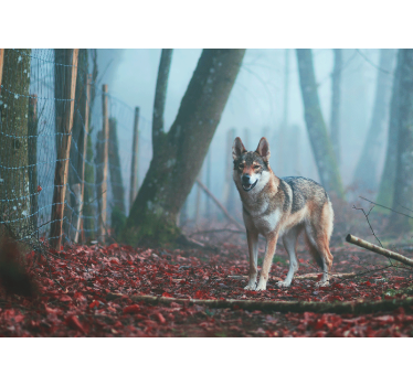 Fotomurale animali lupo nella foresta nebbiosa - TenStickers