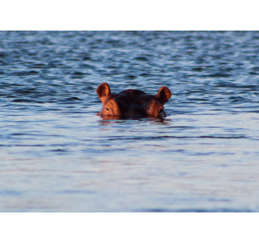 Fotomurale animali ippopotamo che nuota calmo - TenStickers