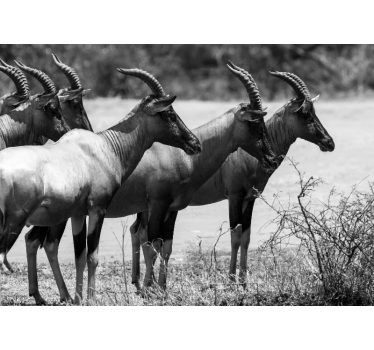 Fotomurale animali branco di antilopi africane - TenStickers