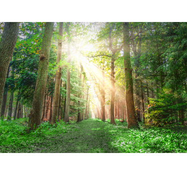 Fotomurale foresta sentiero boschivo tranquillo - TenStickers