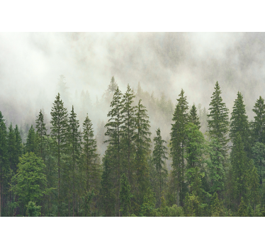 Fotomurale foresta vista nella nebbia - TenStickers