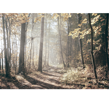 Fotomurale foresta sentiero d'autunno serene - TenStickers