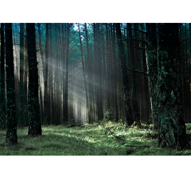 Fotomurale foresta sentiero della foresta radiosa - TenStickers