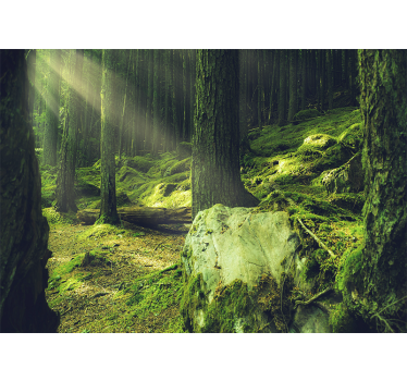 Fotomurali natura luce del sole tra gli alberi - TenStickers
