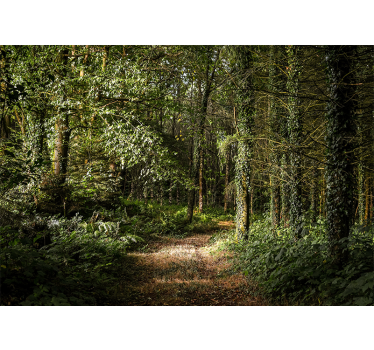 Fotomurale foresta sentiero lussureggiante - TenStickers