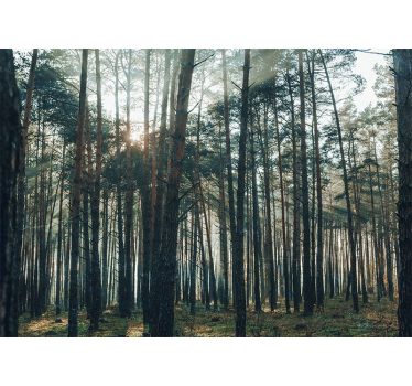 Fotomurale foresta bosco di pini sereno - TenStickers