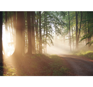 Fotomurali natura raggi sereni nella foresta - TenStickers