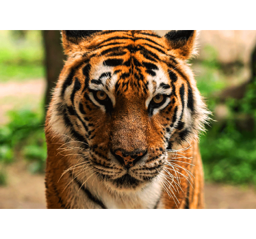 Fotomurale animali immagine di tigre regale - TenStickers